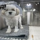 가디언 동물의료센터 이미지