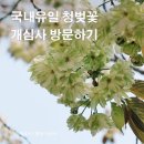 4월23일[화] 마음을 씻고 마음을 여는 개심사.....국내 유일의 청벚꽃 이미지