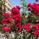 정공세탁소 이미지