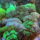 코통령 | 수족관 투어 후기 (코통령 위주)