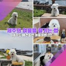 올데이피자서비스제주월정점 | [제주 동쪽 애견동반 여름여행코스②] 해변부터 카페까지 숨가뻤던 둘째날 코스