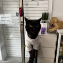 개멋 애견미용 이미지