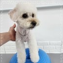 멍케어존 이미지