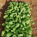 대풍농약종묘사 이미지