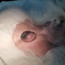 광교호수 동물병원 | [용인동물병원] 수컷 강아지 중성화 수술, 꼭 해야 할까요? (feat. 광교호수동물병원 수술 사례)