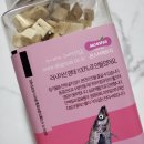 하이댕냥 이미지