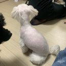 그레이스그루밍 이미지