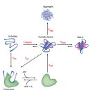 Molecular Chaperone Functions in Protein Folding and Proteostasis - 꼭 다시 봐야 이미지