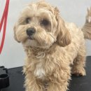 그루머솔 이미지