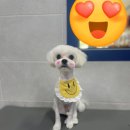 뽀숑그루밍 이미지