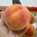 청도청과 이미지