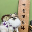 개편한 세상 | 인천애견호텔 후기｜14년 운영한 개편한세상 직접 이용해봤어요!