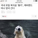 국내 유일 북극곰 '통키', 에버랜드 떠나 영국 간다 이미지