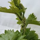 호동농장 이미지