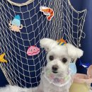 다원하개 이미지