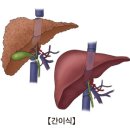 경화 Daum카페