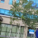 운주골흑염소 이미지