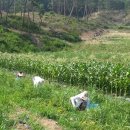 호영농장 이미지