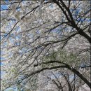 2021 - 수원 광교저수지 둘레길 & 벚꽃 이미지