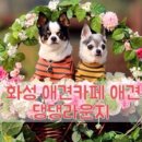 댕댕라운지 이미지