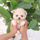 건강한 강아지 이미지