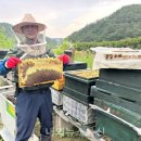 [내외뉴스통신] [기획] 장영근의 벌 이야기 - 환경이 지켜낸 달콤한 기적 이미지