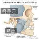 태일성치과의원 | 치과 턱 보톡스 가격 5곳 비교 충격 후기