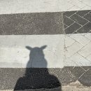 더베스트짐 | 면옥, 예스키즈존 오션뷰 카페 비수기애호가, 말 방목공원에서 먹이주기, 더베스트제주성산 호텔 숙박후기