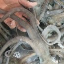 무안뻘낙지 이미지