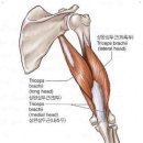 팀 스파르타짐 이미지