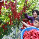 백전농장 이미지