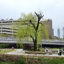 탄천 죽전삼거리 이미지