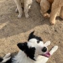 숲속댕토리애견유치원 이미지