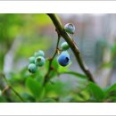 후니아이 이미지