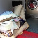 대풍세탁 이미지