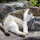 위즈동물메디컬센터 이미지