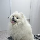 댕스티니 이미지