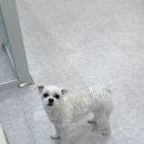 견공간샵 이미지