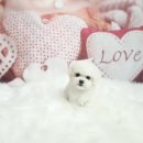 빛고을애견샵 이미지