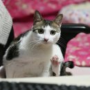 고양이발 이미지