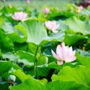 연꽃어린이공원 이미지