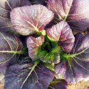 돌산농장 이미지