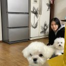멍멍로그 네이버블로그