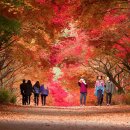 독립기념관 뒷편 단풍길3.2km 이미지