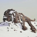 강아지봄 이미지