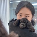 워킹펫살롱 이미지