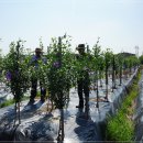 이동철농장 이미지