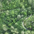 소나무숲 이미지