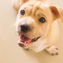 골드퍼피동물병원 공릉점 이미지