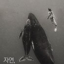 자연속의 펫 이미지